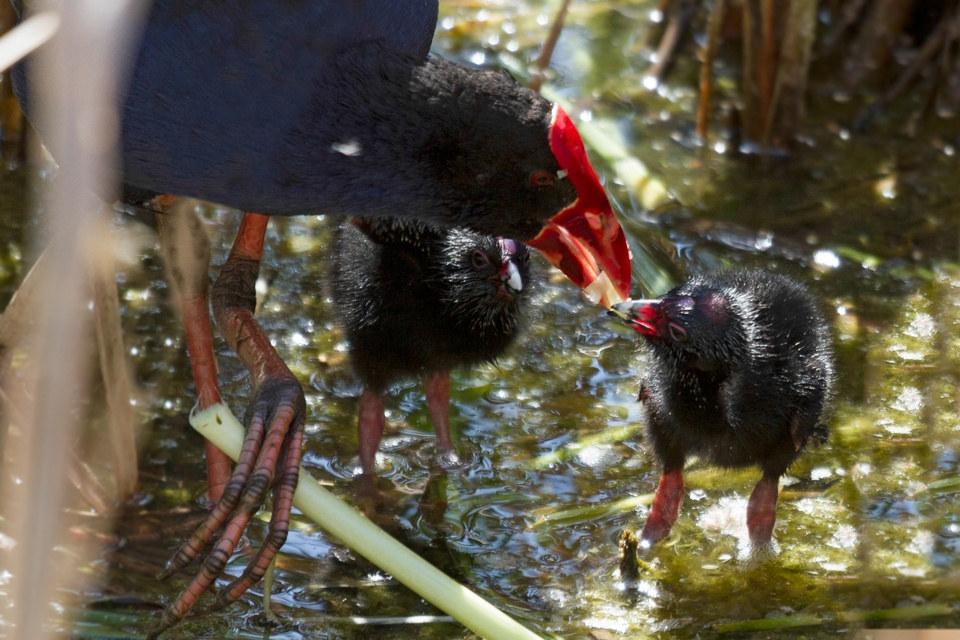 Purple Swamphen (Porphyrio porphyrio)